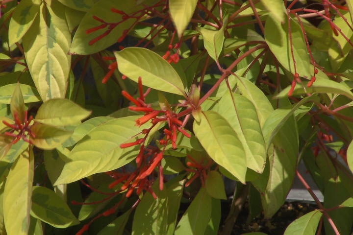 Lime Sizzle firebush offers unique flowers and foliage 